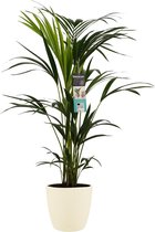 Kentia Palm - Elho brussels soap ↨ 100cm - hoge kwaliteit planten