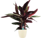 Calathea Triostar met Elho brussels soap ↨ 85cm - hoge kwaliteit planten