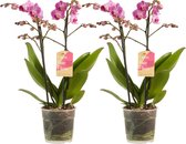 Phalaenopsis multiflora ↨ 50cm - 2 stuks - hoge kwaliteit planten