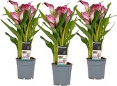 Zantedeschia Wit Roze (3 stuks) ↨ 40cm - 3 stuks - hoge kwaliteit planten