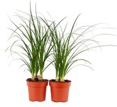 Beaucarnea recurvata nolina (3 per pot) ↨ 35cm - 2 stuks - planten - binnenplanten - buitenplanten - tuinplanten - potplanten - hangplanten - plantenbak - bomen - plantenspuit