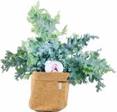 Phlebodium ‘Davana’ in bag (kurk) ↨ 48cm - planten - binnenplanten - buitenplanten - tuinplanten - potplanten - hangplanten - plantenbak - bomen - plantenspuit