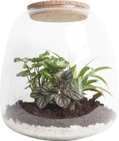 Ecosysteem ‘Dragon Tail’ met verlichting ↨ 25cm - hoge kwaliteit planten