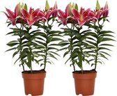 Decorum Duo Lelie 'Starlight Express'  (Roze) ↨ 55cm - 2 stuks - planten - binnenplanten - buitenplanten - tuinplanten - potplanten - hangplanten - plantenbak - bomen - plantenspuit