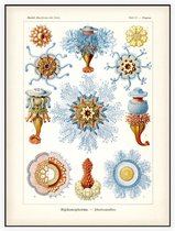 Porpema - Siphonophorae (Kunstformen der Natur), Ernst Haeckel - Foto op Akoestisch paneel - 90 x 120 cm