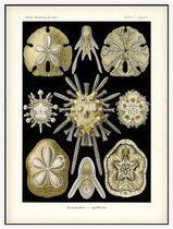 Clypeaster - Echinidea (Kunstformen der Natur), Ernst Haeckel - Foto op Akoestisch paneel - 60 x 80 cm