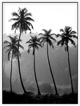 4 Palmbomen zwart wit - Foto op Akoestisch paneel - 150 x 200 cm