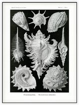 Murex - Ctenohranchia (Kunstformen der Natur), Ernst Haeckel - Foto op Akoestisch paneel - 60 x 80 cm