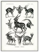 Antilope - Antilopina (Kunstformen der Natur), Ernst Haeckel - Foto op Akoestisch paneel - 90 x 120 cm