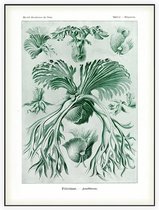 Platycerium - Filicinae (Kunstformen der Natur), Ernst Haeckel - Foto op Akoestisch paneel - 150 x 200 cm