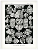 Terebratula - Spirohranchia (Kunstformen der Natur), Ernst Haeckel - Foto op Akoestisch paneel - 60 x 80 cm