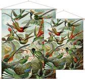 Trochilidae (of Kolibries), Ernst Haeckel - Foto op Textielposter - 60 x 80 cm