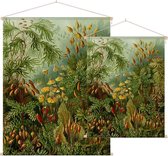 Muscinae, Ernst Haeckel - Foto op Textielposter - 45 x 60 cm