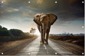 Olifant op weg - Foto op Tuinposter - 225 x 150 cm
