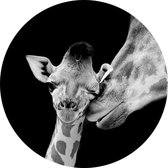 Giraffe koppel op zwarte achtergrond - Foto op Behangcirkel - ⌀ 80 cm