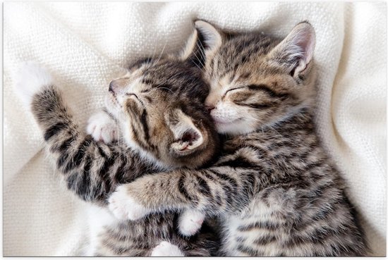 Poster – Knuffelende Kittens tijdens Dutje - 150x100cm Foto op Posterpapier