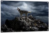 Tuinposter – Huilende Wolf op Rots - 120x80cm Foto op Tuinposter  (wanddecoratie voor buiten en binnen)