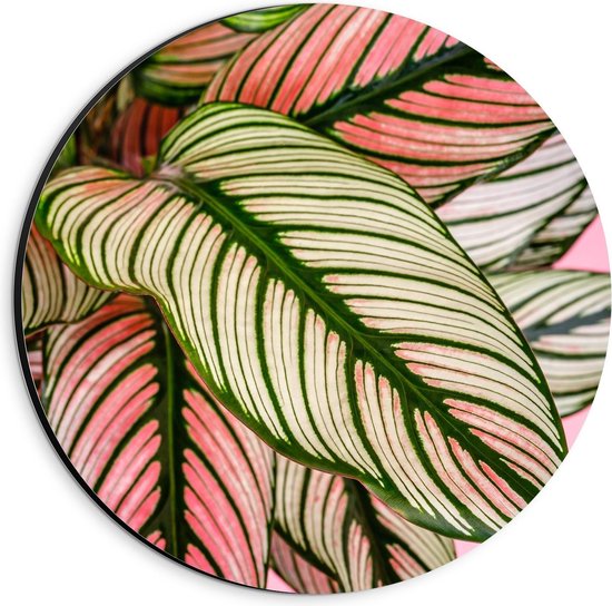 Dibond Wandcirkel - Groene Nerven op Wit/Roze Bladeren - 20x20cm Foto op Aluminium Wandcirkel (met ophangsysteem)