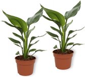 WL Plants - 2x Strelitzia Reginae - Paradijsvogelbloem - Paradijsvogelplant - Kamerplanten - Luchtzuiverende Kamerplanten - ± 40cm hoog - 12cm diameter - in Kweekpot