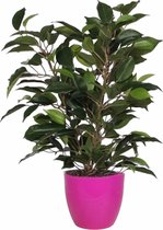 Groene ficus kunstplant 40 cm met plantenpot fuchsia roze D13.5 en H12.5 cm