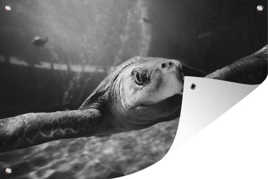 Tuindecoratie Van dichtbij weergeven schildpad in zwart-wit - 60x40 cm - Tuinposter - Tuindoek - Buitenposter