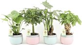Tropische Kamerplanten Mix - Mint Mosaic Keramiek Potjes - Set van 4 - Luchtzuiverend - Alocasia, Schefflera, Monstera, Radermachera