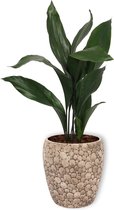 Kamerplant Aspidistra  – Kwartjesplant - ± 80cm hoog – 19cm diameter in creme kleurige pot