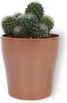 Cactus Mammilaria - ± 25 cm hoog – 12cm diameter - in koperkleurige pot