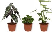 Set van 3 kamerplanten - Monstera Deliciosa, Peperomia Green Gold & Alocasia Polly - 12cm diameter