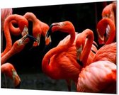Wandpaneel Flamingos  | 100 x 70  CM | Zilver frame | Wandgeschroefd (19 mm)