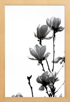 JUNIQE - Poster in houten lijst Aquarel zwarte magnolia -40x60 /Wit &