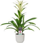 Bloem van Botanicly – Guzmania in witte ELHO plastic pot als set – Hoogte: 60 cm – Guzmania Mara