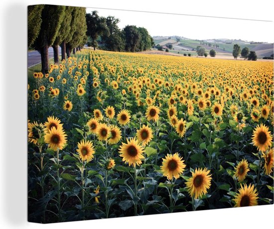 Peintures sur toile - Tournesol - Colline - Printemps - 120x80 cm - Décoration murale