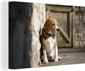 Beagle contre un mur de pierre Toile 60x40 cm - Tirage photo sur toile (Décoration murale salon / chambre) / Peintures sur toile pour Animaux domestiques