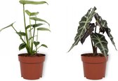 Set van 2 Kamerplanten - Alocasia Polly & Monstera Deliciosa - ±  30cm hoog - 12cm diameter