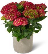 Hortensia Mainstream | Rood met sierpot