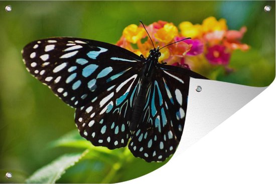 Blauwe Tijger vlinder - Tuinposter