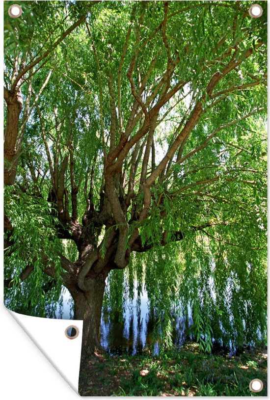 Saule pleureur contre le bord de l'eau affiche de jardin toile en vrac 80x120 cm - Toile de jardin / Toile d'extérieur / Peintures pour l'extérieur (décoration de jardin)