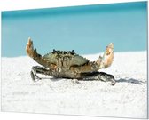 Wandpaneel Krab op strand  | 150 x 100  CM | Zwart frame | Wand-beugels (27 mm)