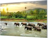 Wandpaneel Kudde badende olifanten  | 100 x 70  CM | Zwart frame | Wand-beugels (27 mm)