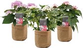 Bloemen van Botanicly – 3 × Pentas lanceolata Starcluster – Hoogte: 35 cm