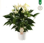 Plantjescoren.nl Anthurium White Champion ↕ 50 cm Pot Ø 14 cm