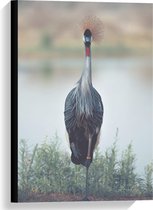 Canvas  - Kraanvogel bij het Water - 40x60cm Foto op Canvas Schilderij (Wanddecoratie op Canvas)