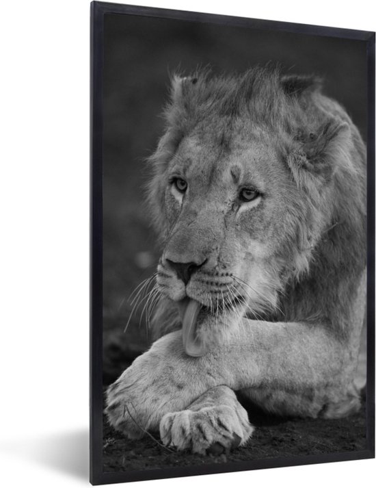 Photo encadrée - Lion léchant sa jambe cadre photo noir sans passe partout 60x90 cm - Affiche encadrée (Décoration murale salon / chambre)