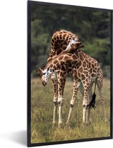 Fotolijst incl. Poster - Twee giraffen met verstrengelde nekken - 80x120 cm - Posterlijst