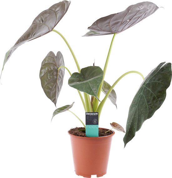 Alocasia | en Alocasia Wentii | Je eigen tropische plant in huis |... | bol.com