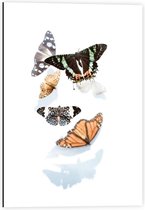 Dibond - Vijf Vlinders op Witte Achtergrond - 40x60cm Foto op Aluminium (Met Ophangsysteem)