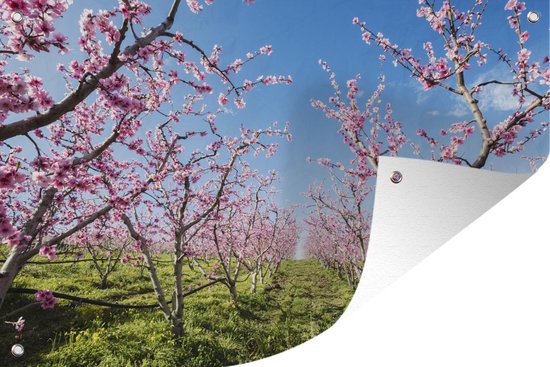 Poster Cerisiers dans une pelouse jardin 90x60 cm - Toile de jardin / Toile d'extérieur / Peintures d'extérieur (décoration de jardin)