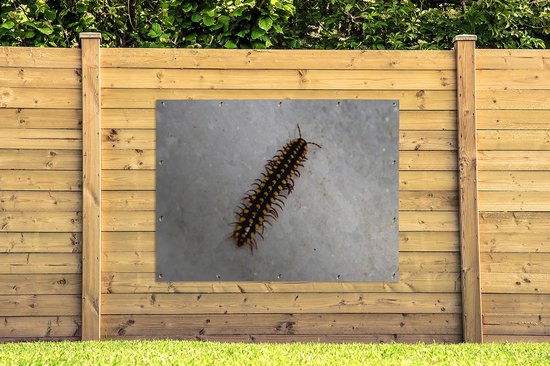 Affiche jardin Centipede - Centipede noir à pois jaune Affiche jardin toile lâche 160x120 cm - Toile jardin/Toile d'extérieur/ Peintures pour l'extérieur (décoration jardin) XXL / Groot format !