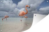 Muurdecoratie Flamingo's op Flamingostrand op Aruba - 180x120 cm - Tuinposter - Tuindoek - Buitenposter